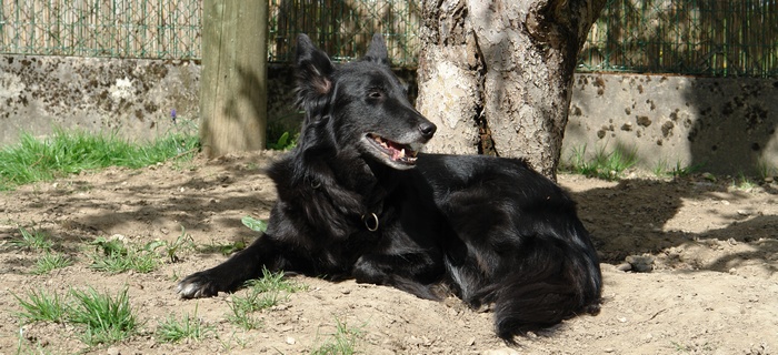 Bini geniesst die Sonne.