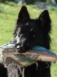 Alyssa - 1 Jahr