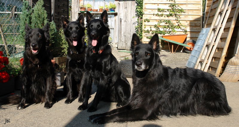 Meine Hunde 30.09.2011 021