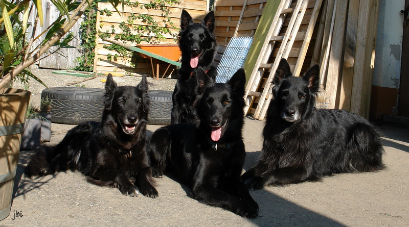 Meine Hunde 30.09.2011 026